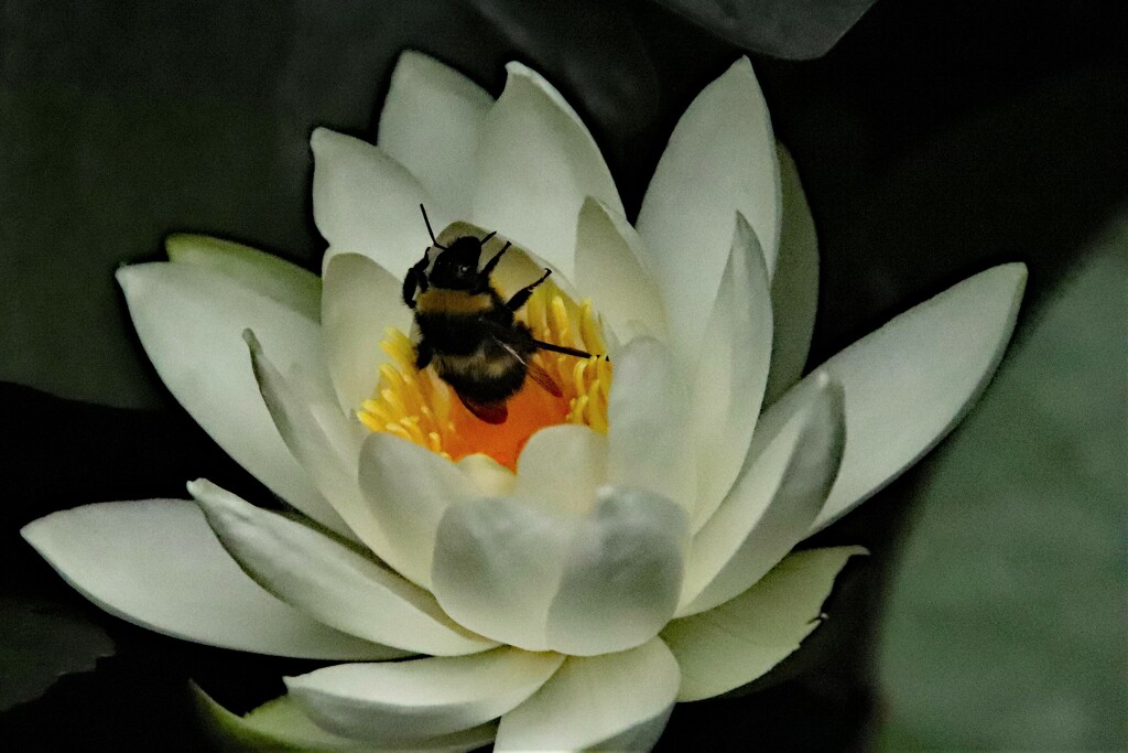 Resting bee; it found a soft water lily in the pond by 365jgh