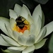 Resting bee; it found a soft water lily in the pond by 365jgh