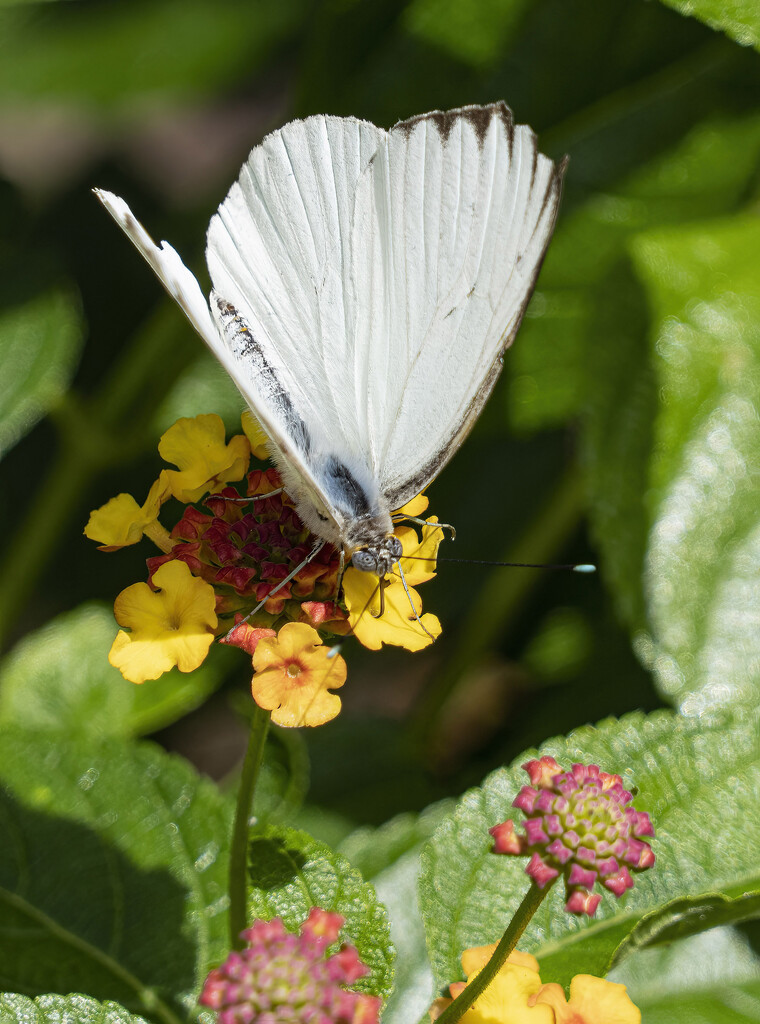 Great Southern White by k9photo