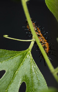 19th Jul 2022 - Gulf Fritillary Caterpillar
