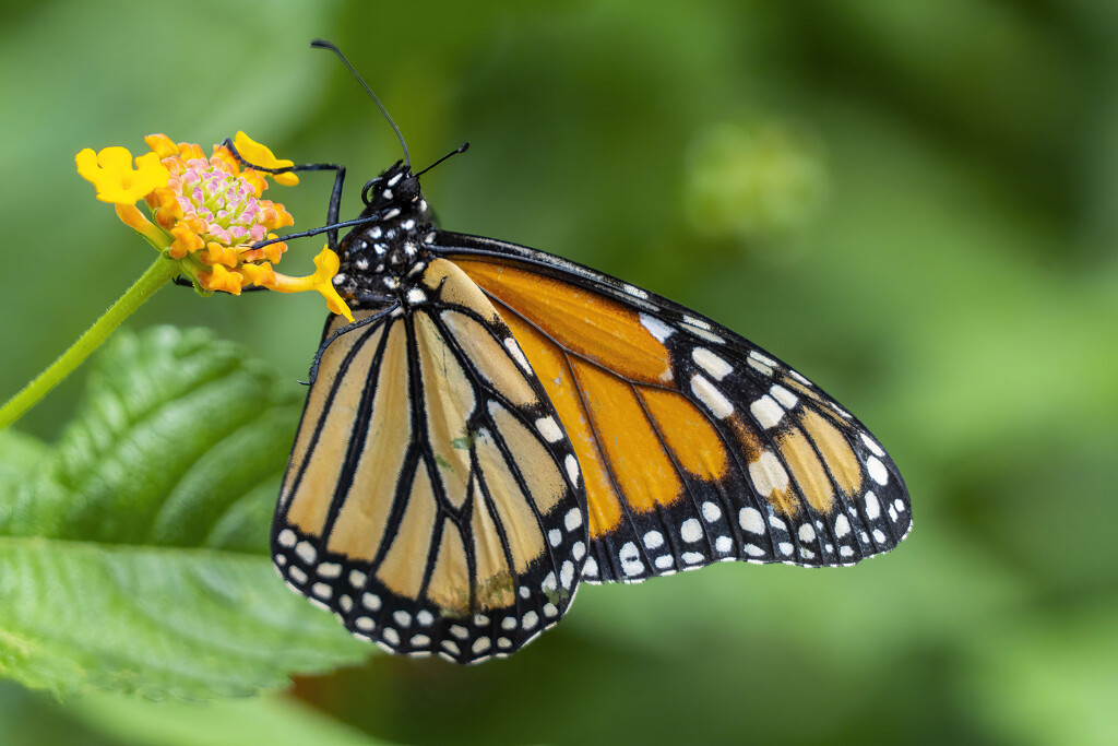 Monarch Butterfly by k9photo