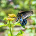Pipevine Swallowtail by k9photo