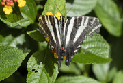 29th Jul 2022 - Zebra Swallowtail