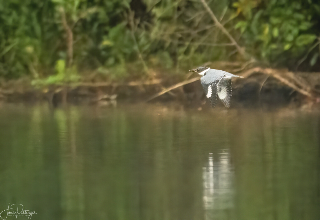 Kingfisher in Flight  by jgpittenger