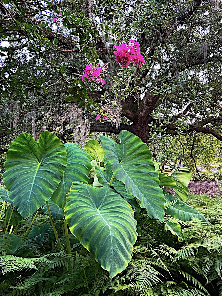 Elephant ear taro, crape myrtle and live oak by congaree