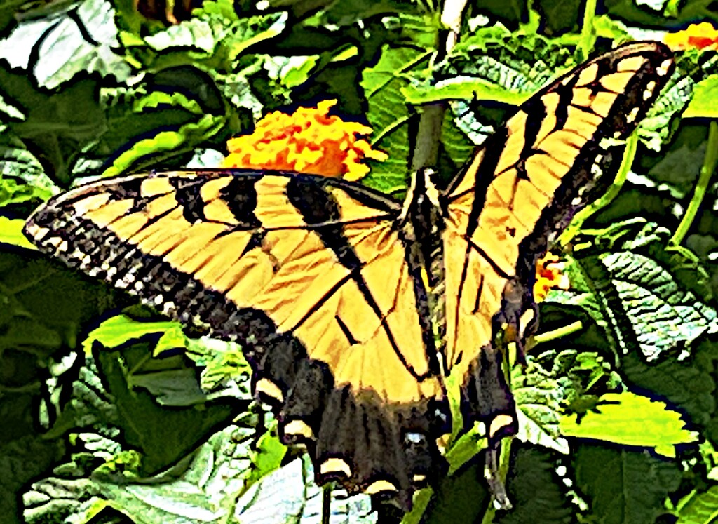 Eastern tiger swallowtail by congaree