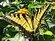31st Jul 2022 - Eastern tiger swallowtail