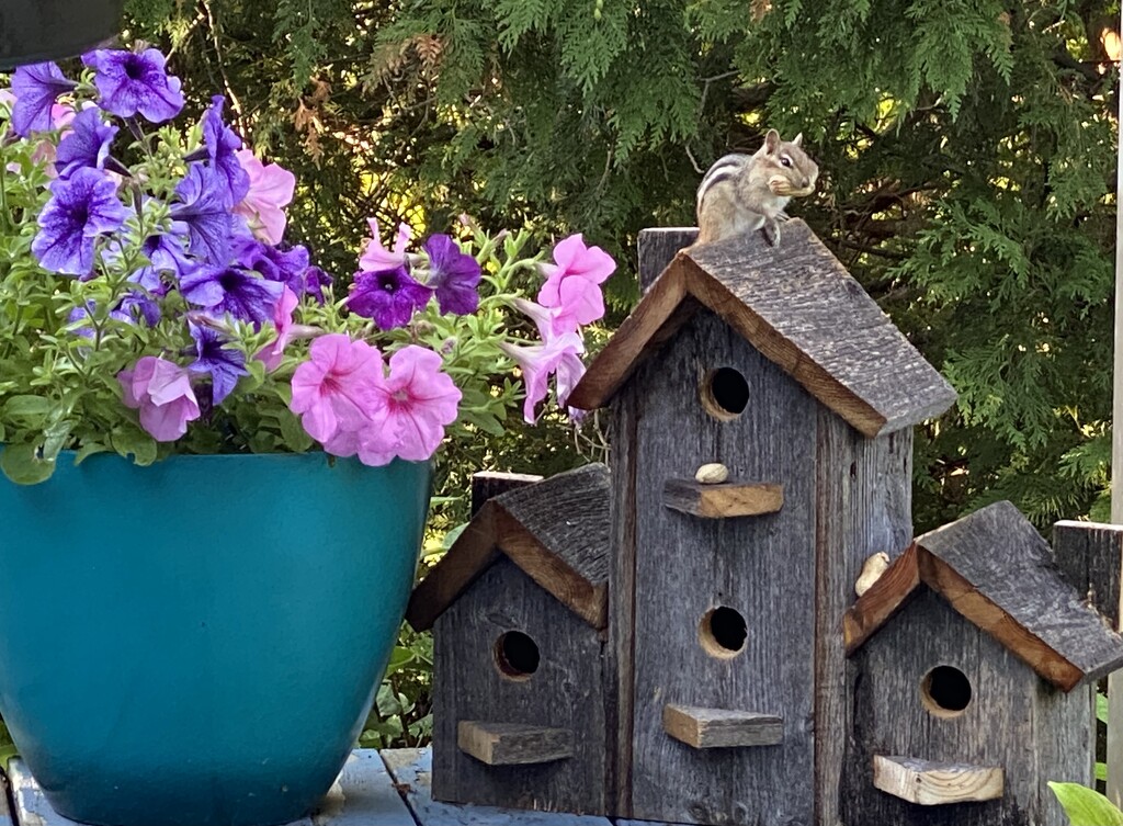 Chippy sitting on the bird house by radiogirl