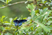 31st Jul 2022 - Pipevine Swallowtail