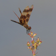 31st Jul 2022 - Halloween pennant dragonfly 