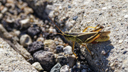 31st Jul 2022 - Two-stripped grasshopper
