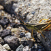 Two-stripped grasshopper