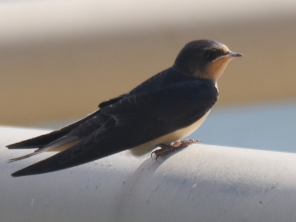 barn swallow  by rminer
