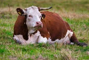 31st Jul 2022 - One horned cow
