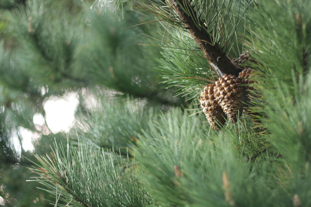 pinecones by kali66