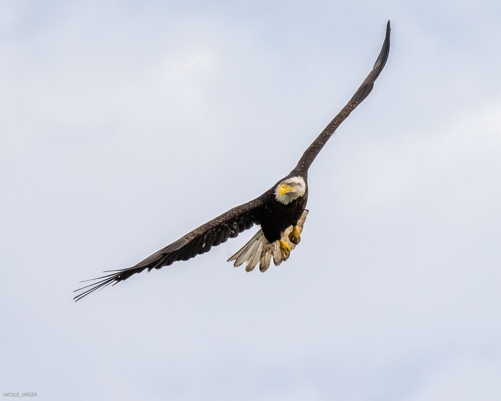 Bald Eagle fly by by nicoleweg