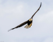 31st Jul 2022 - Bald Eagle fly by