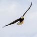 Bald Eagle fly by by nicoleweg