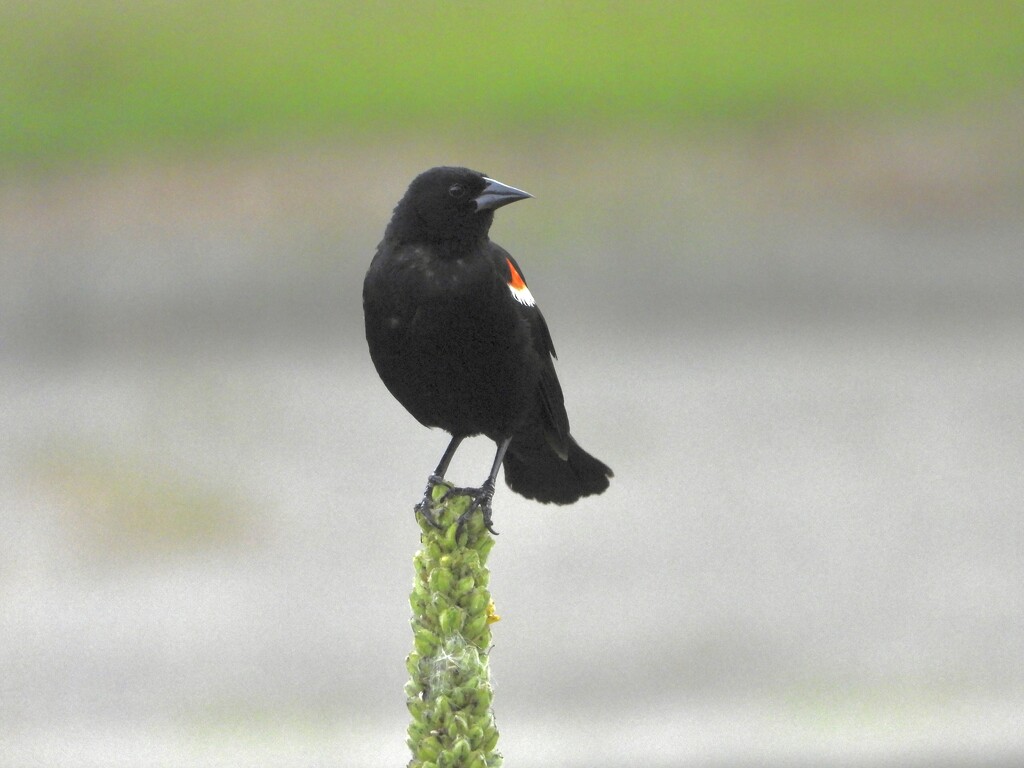 Posing red-wing blackbird by amyk