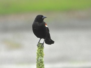 31st Jul 2022 - Posing red-wing blackbird