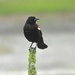 Posing red-wing blackbird
