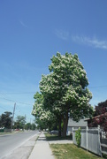 31st Jul 2022 - Tree Day