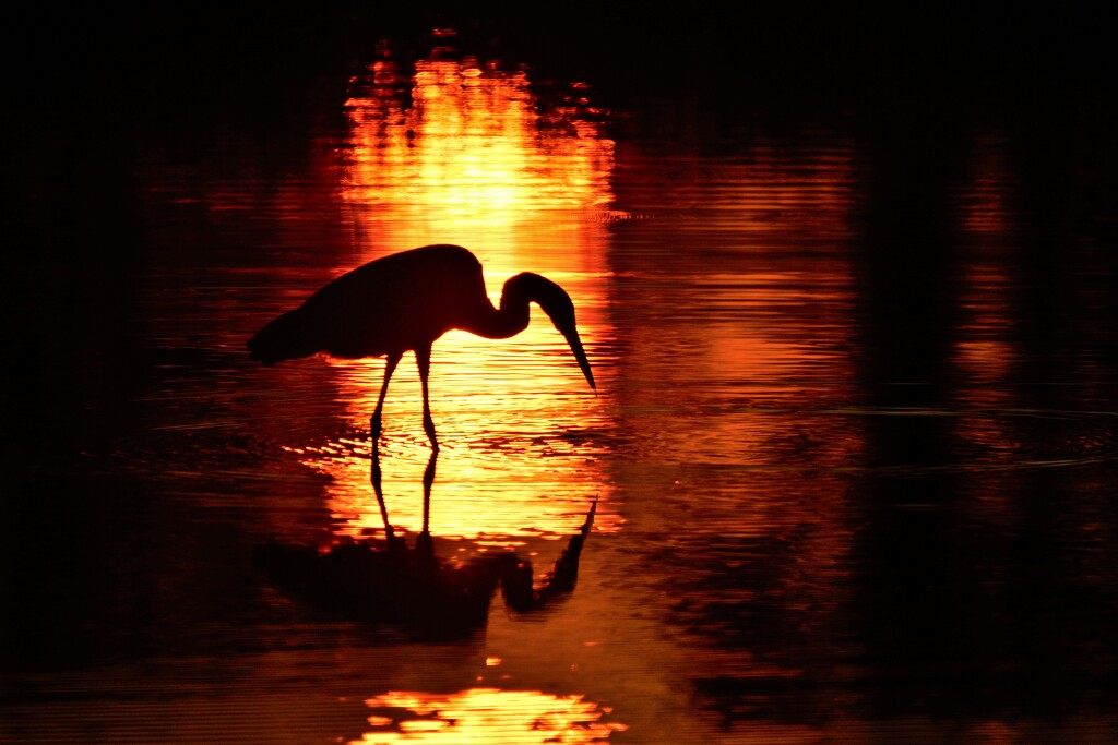 Great Blue Heron Sunset Silhouette by kareenking