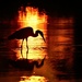 Great Blue Heron Sunset Silhouette