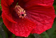 25th Jul 2022 - Hibiscus after the Rain