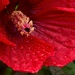 Hibiscus after the Rain by kareenking