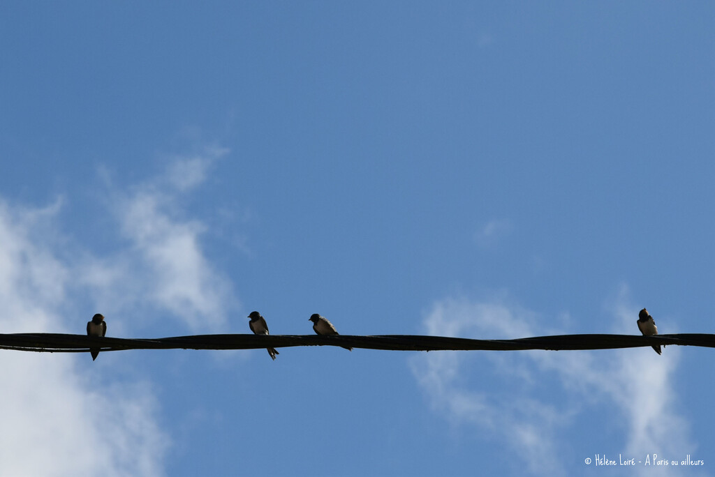 Swallows by parisouailleurs