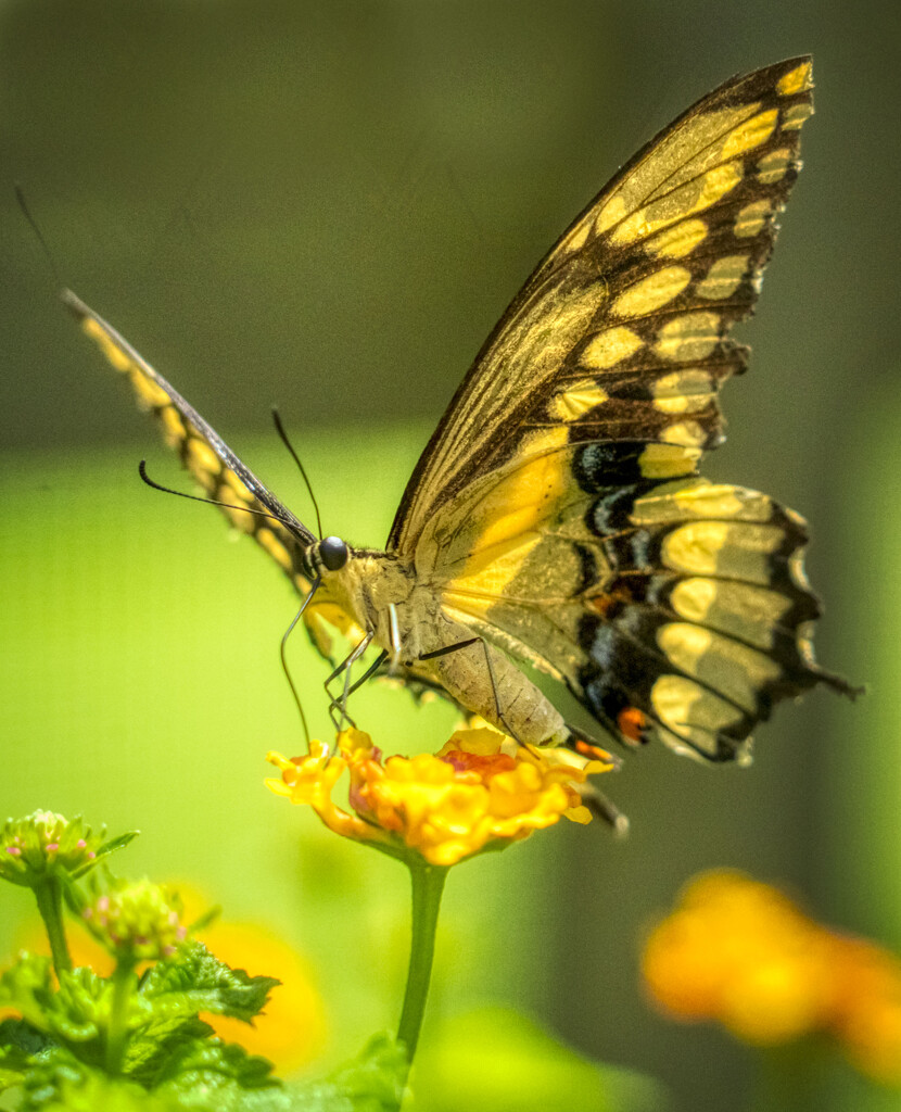 Common Swallowtail by kvphoto