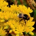 Bee by samcat