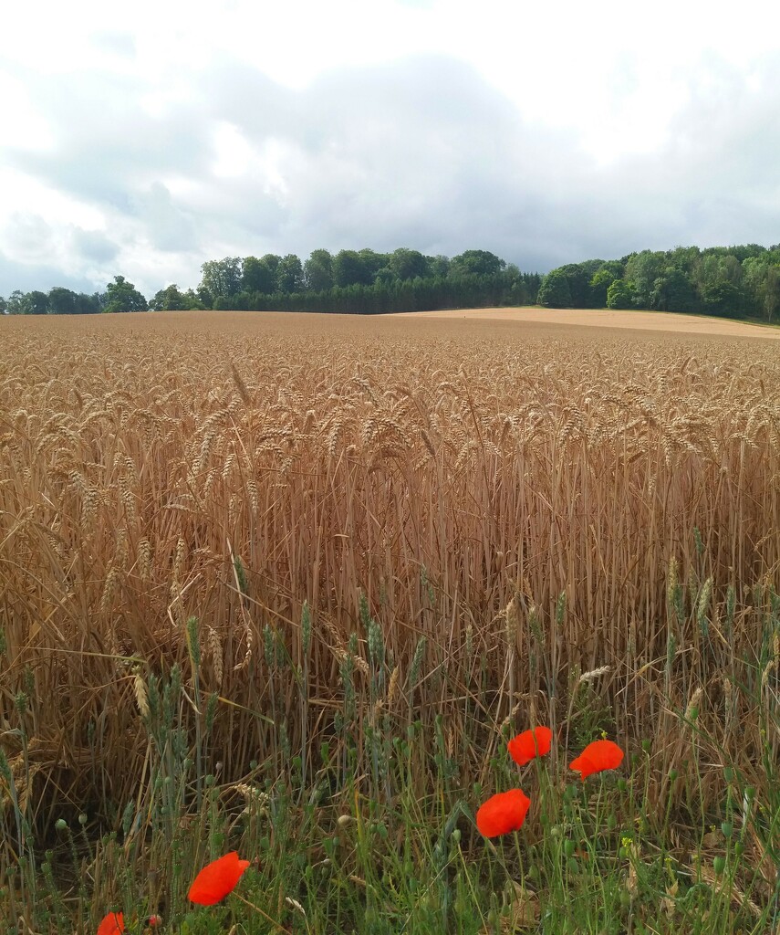 A wheat field on our morning walk by anitaw
