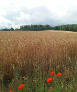 1st Aug 2022 - A wheat field on our morning walk