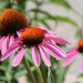 Coneflowers by mittens