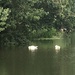 Sleeping swans by 365anne