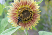 31st Jul 2022 - Visiting the Sunflower...