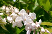 1st Aug 2022 - Bee on Wisteria Flowers
