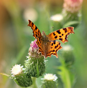 1st Aug 2022 - Comma Butterfly 