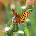 Comma Butterfly  by wendyfrost