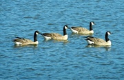 1st Aug 2022 - Canada Geese