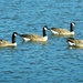 Canada Geese by jenbo