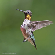 31st Jul 2022 - Ruby throated hummingbird