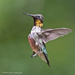 Ruby throated hummingbird by mccarth1