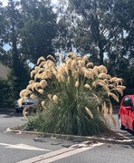 1st Aug 2022 - Pampas’s grass in all its glory!