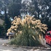 Pampas’s grass in all its glory! by happypat