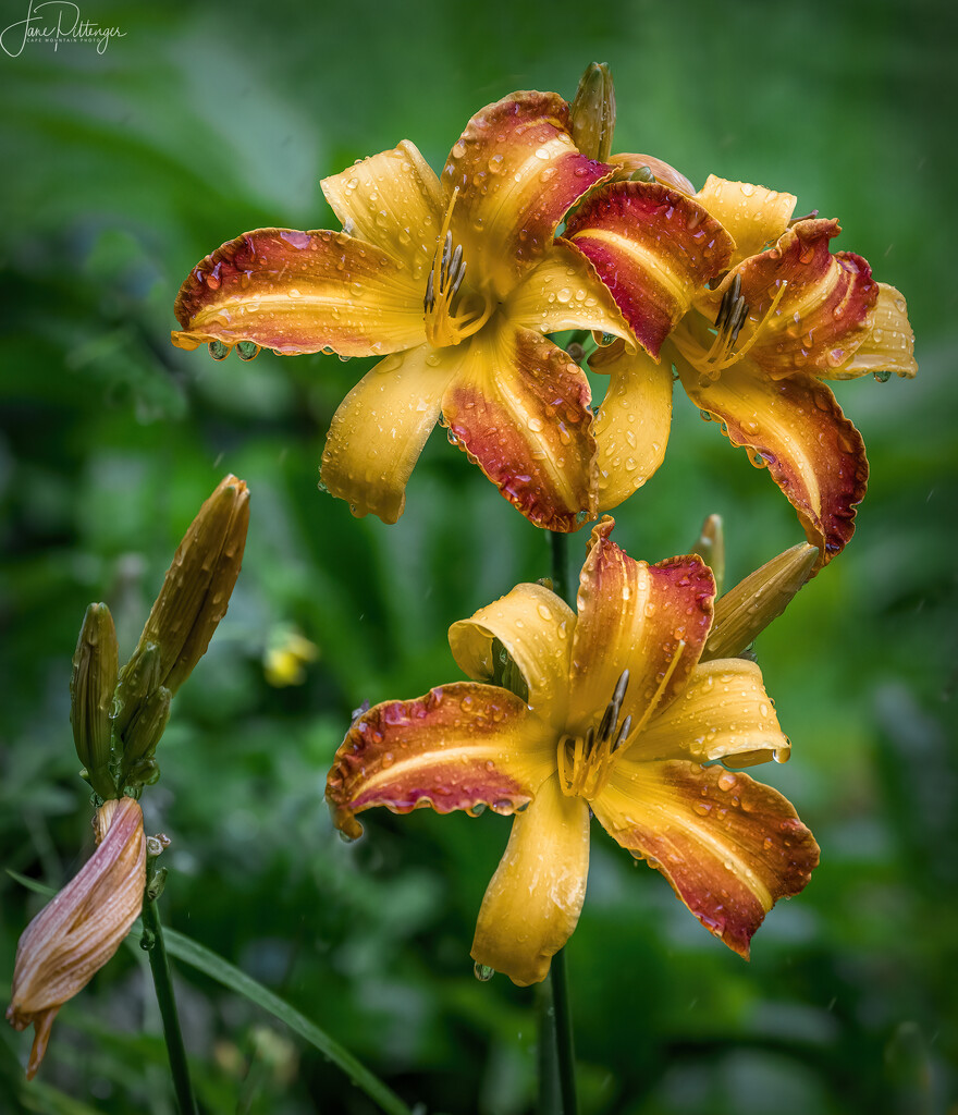 Rain Drops on Day Lilies by jgpittenger