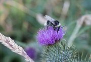 1st Aug 2022 - Bee and thistle
