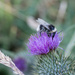 Bee and thistle by busylady
